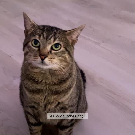 Photo 1/1 Chat retrouvé Perdu à Chalon Sur Saone