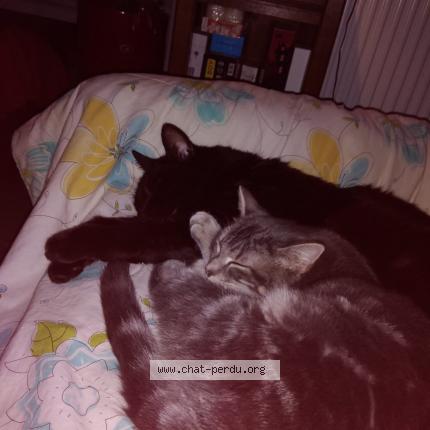 Photo 1/1 Chirac Chat perdu à Bischwiller