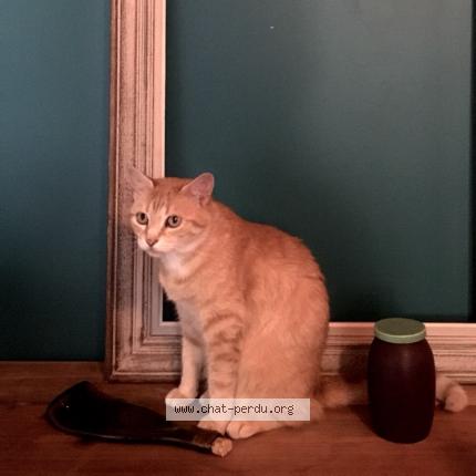 Photo de chat perdu à Saint Etienne