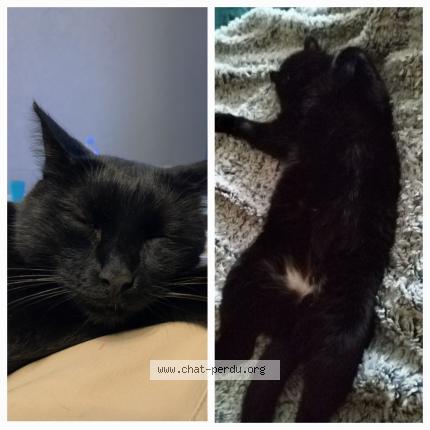Photo de chat perdu à Le Poire Sur Vie