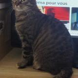 Photo de chat perdu à Deauville