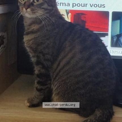 Photo 1/1 Chat retrouvé Perdu à Deauville