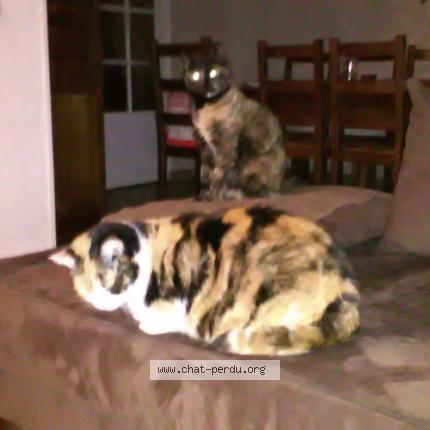 Photo 1/1 Chat retrouvé Perdu à Vourles