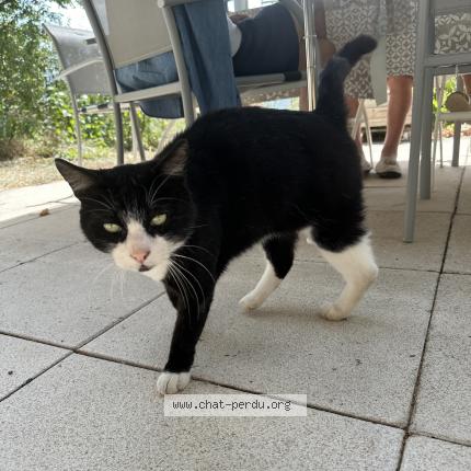 Photo 1/1 Chat retrouvé Trouvé à Prunieres