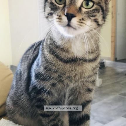 Photo de chat perdu à Simandre