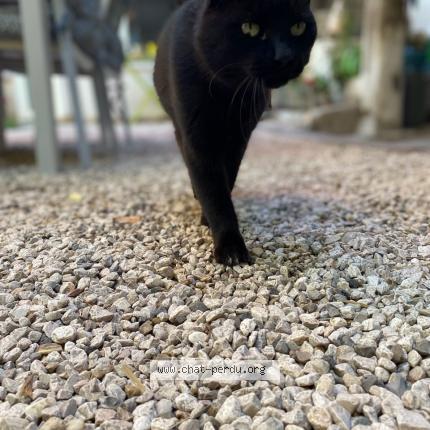 Photo 1/1 Chat retrouvé Perdu à Irigny
