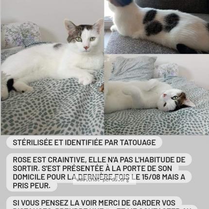 Photo 1/1 Chat retrouvé Perdu à La menitre