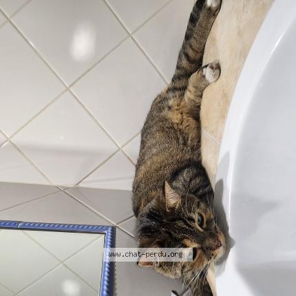 Photo de chat trouvé à Lyon