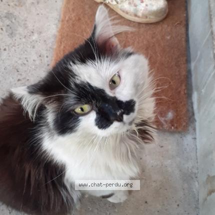 Photo 1/1 Chat retrouvé Perdu à Ambes