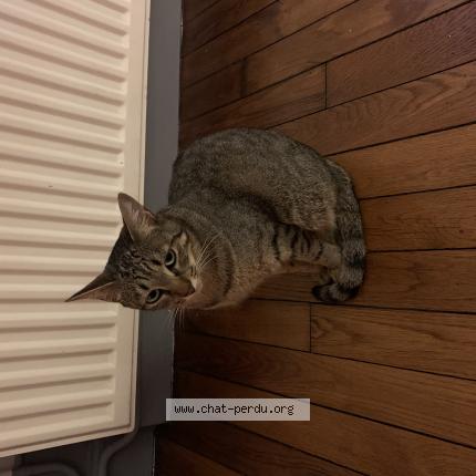 Photo de chat perdu à Chatillon