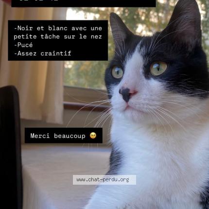 Photo 1/1 Chat retrouvé Perdu à Montlignon