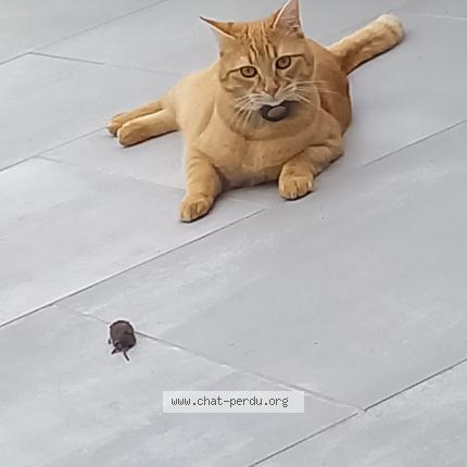 Photo 1/1 Chat retrouvé Perdu à Avrille