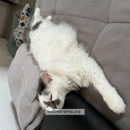 Photo de chat perdu à Sciez