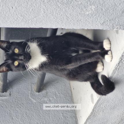 Photo 1/1 Chat retrouvé Perdu à Vitry Sur Seine