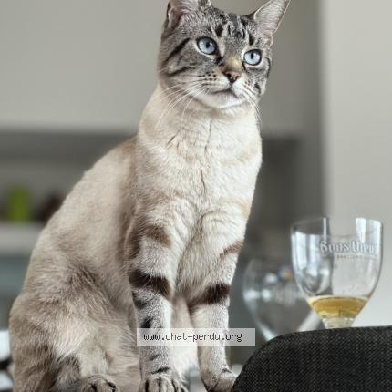 Photo de chat perdu à Hem