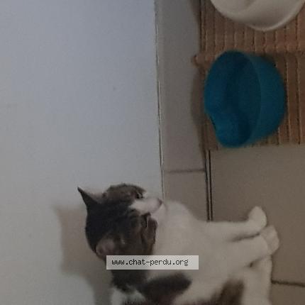 Photo de chat perdu à Niort