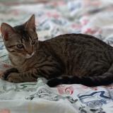 Photo de chat perdu à Le Blanc Mesnil