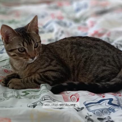 Photo 1/1 Chat retrouvé Perdu à Le blanc mesnil