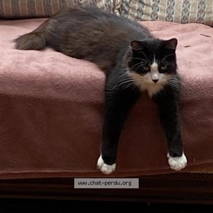 Photo de chat perdu à Colombes