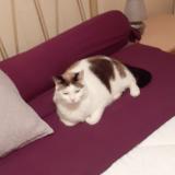 Photo de chat perdu à Amberieu En Bugey