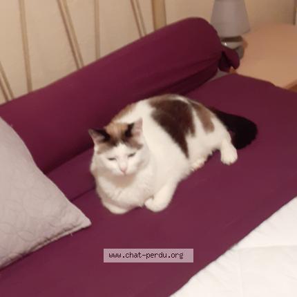 Photo 1/1 Chat retrouvé Perdu à Amberieu en bugey