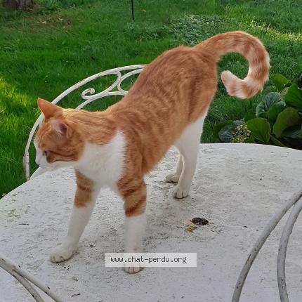 Photo de chat perdu à Roquelaure