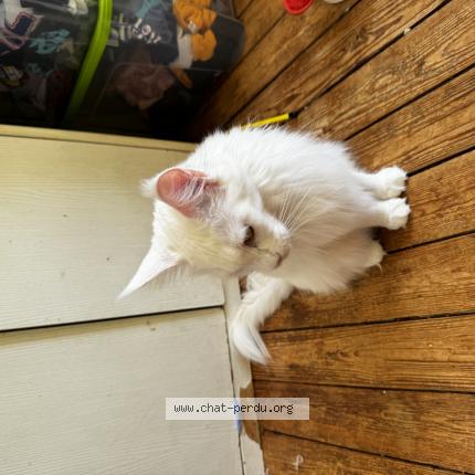 Photo 1/1 Uma Chat perdu à Saint sauveur village