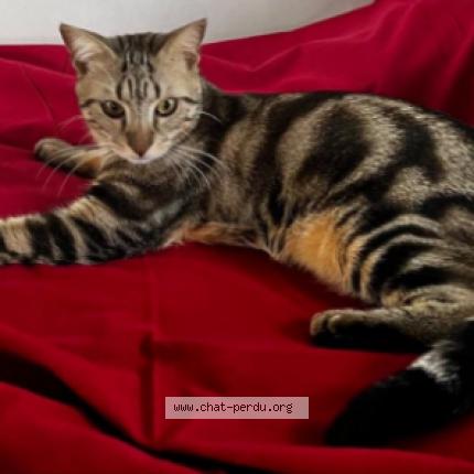 Photo de chat perdu à Paris