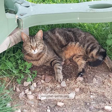 Photo 1/1 Chat retrouvé Perdu à Livarot Pays D Auge