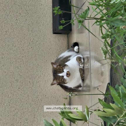 Photo de chat perdu à Lavalette