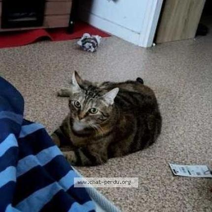 Photo 1/5 Chat trouvé Trouvé à Lyon