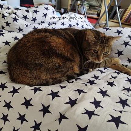 Photo 2/5 Chat trouvé Trouvé à Lyon