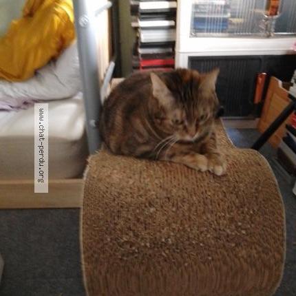 Photo 3/5 Chat trouvé Trouvé à Lyon