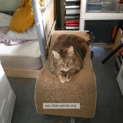 Photo 4/5 Chat trouvé Trouvé à Lyon