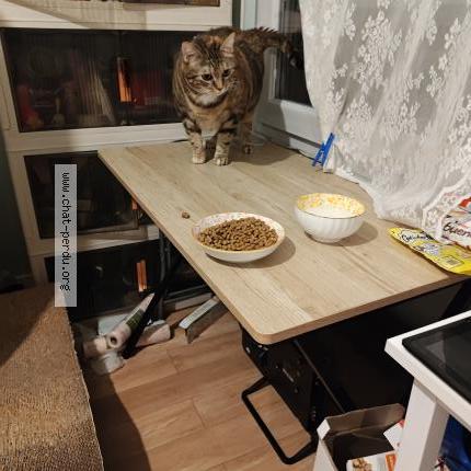 Photo 5/5 Chat trouvé Trouvé à Lyon