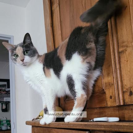 Photo 1/1 Chat retrouvé Perdu à Paris