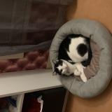 Photo de chat perdu à Acheres