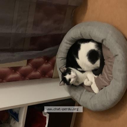 Photo 1/1 Chat retrouvé Perdu à Acheres