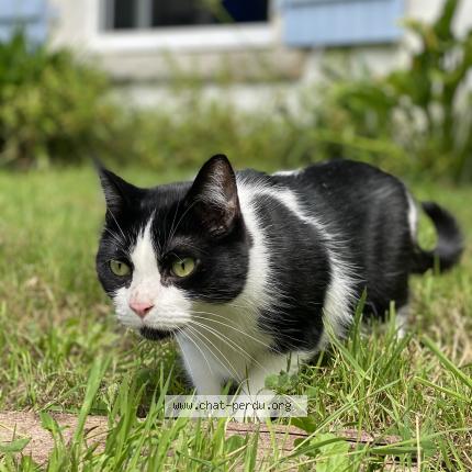 Photo de chat perdu à Combrit Sainte Marine