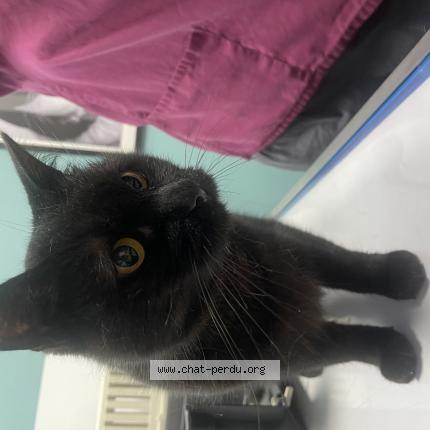 Photo de chat trouvé à Levallois