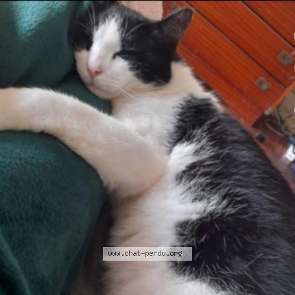 Photo de chat perdu à Bannost Villegagnon