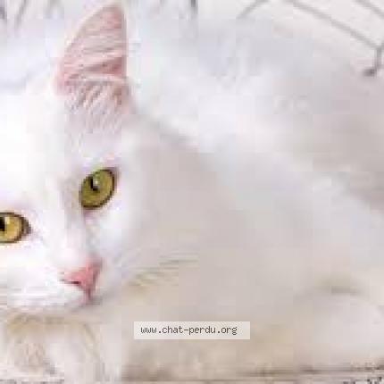 Photo 1/1 Chat retrouvé Perdu à Neuilly Sur Mane