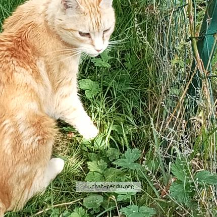 Photo 2/2 Chat retrouvé Trouvé à Coquainvilliers