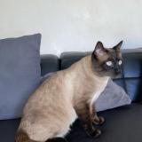 Photo de chat perdu à Houilles