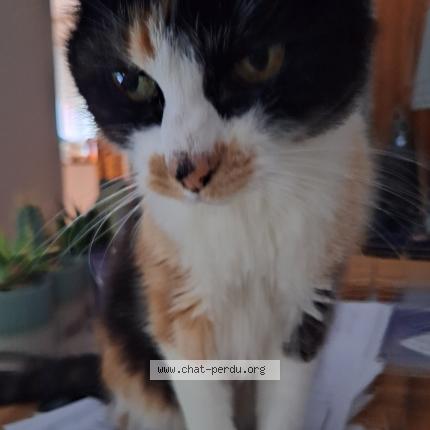 Photo de chat perdu à Tournefeuille