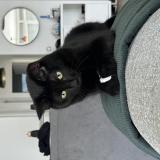 Photo de chat perdu à Sartrouville