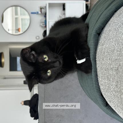 Photo 1/1 Chat retrouvé Perdu à Sartrouville
