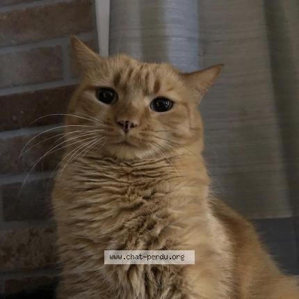 Photo 1/1 Black Chat perdu à Belin beliet