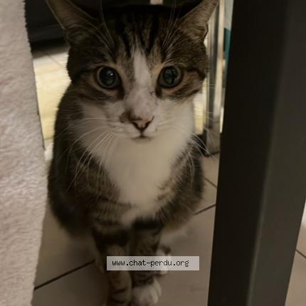 Photo 1/1 Chat retrouvé Perdu à Montreuil