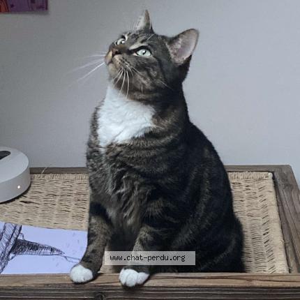 Photo de chat perdu à Beaugency
